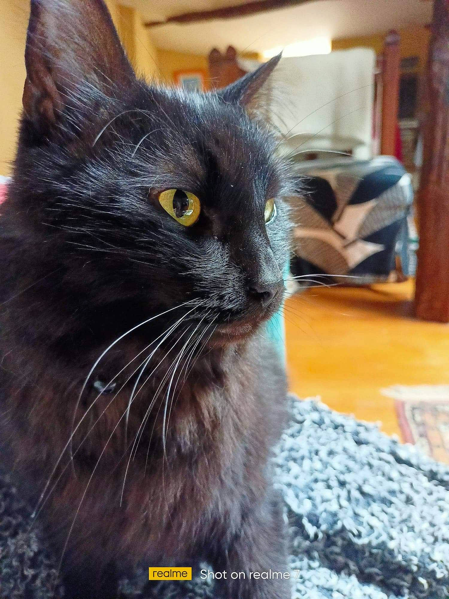 Minuit a rejoint le concours — aidez-le/la à gagner de superbes lots ! black_cat, bombay, carnivore, cat, comfort, domestic_short_haired_cat, felidae, fur, paw, small_to_medium_sized_cats, snout, tail, terrestrial_animal, whiskers, window, wood