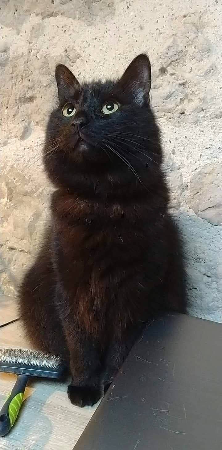 Minuit participe au concours pour gagner de l'argent avec cette photo : black_cat, bombay, carnivore, cat, claw, domestic_short_haired_cat, felidae, fur, grey, shadow, small_to_medium_sized_cats, snout, tail, terrestrial_animal, whiskers, window