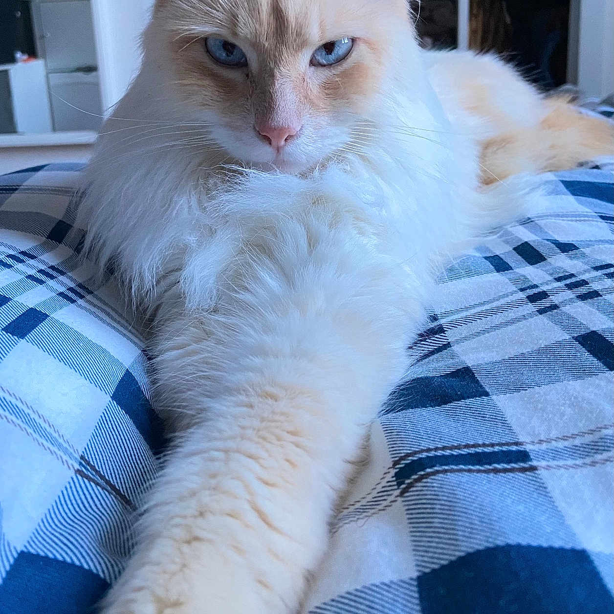 Nemo participe au concours pour gagner de l'argent avec cette photo : angora, animal, bed, bedroom, blanket, cat, couch, cushion, face, furniture, homedecor, indoors, kitten, linen, manx, pet, quilt, room, siamese, tablecloth