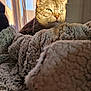 abyssinian, adult, animal, armchair, blanket, cat, chair, couch, female, furniture, homedecor, kitten, linen, manx, person, pet, quilt, siamese, woman