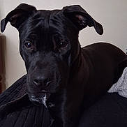 Rocky joined the competition — help win amazing prizes! animal, bedroom, black_dog, blanket, canine, close_up, companion, cute, dog, domestic_animal, ears, face, fur, indoor, looking, lying_down, mammal, pet, portrait, resting