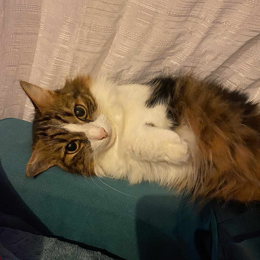 Princesse a rejoint le concours — aidez-le/la à gagner de superbes lots ! animal, blanket, cat, closeup, cozy, curious_eyes, cushion, cute, domestic, fluffy, fur, indoor, laying_down, mammal, pet, portrait, relaxed, resting, tabby, white_fur