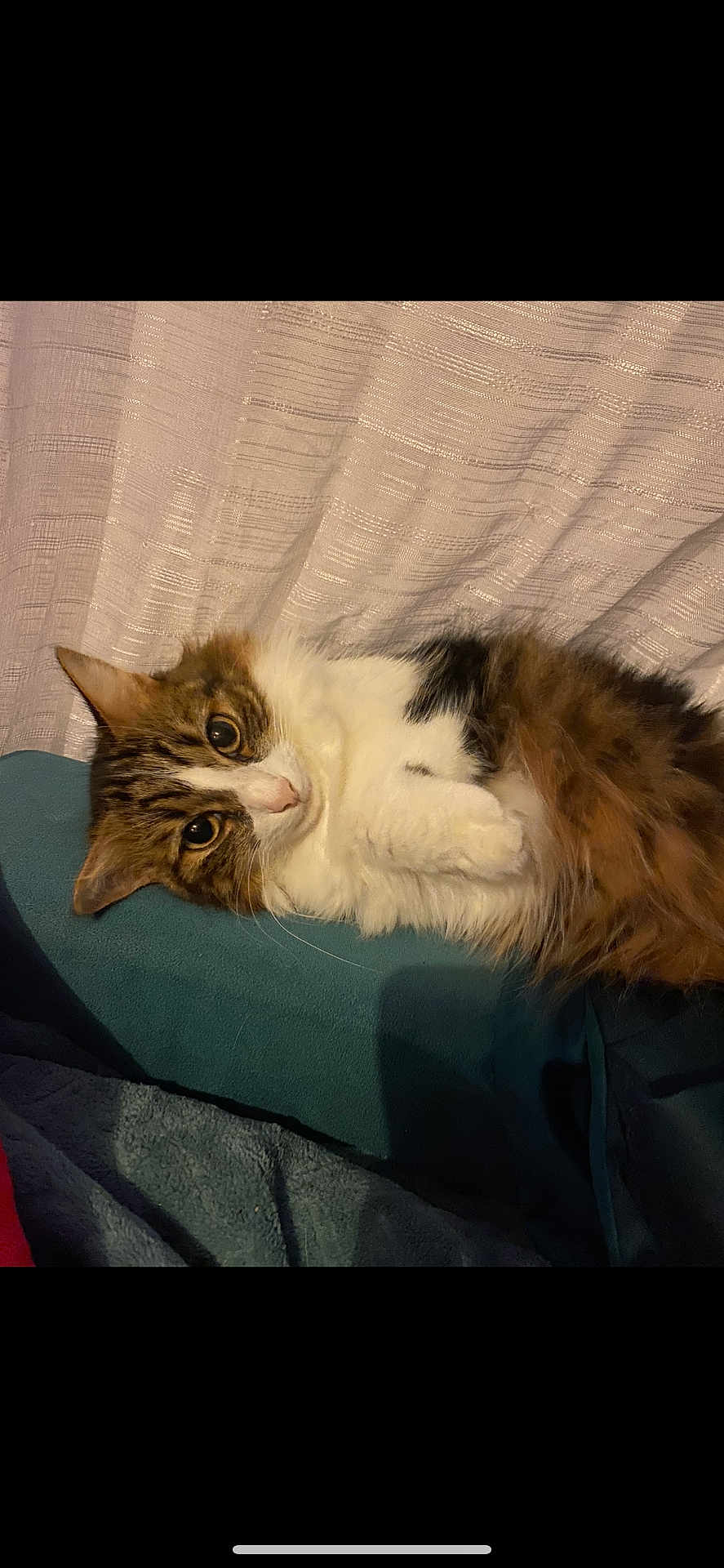 Princesse a rejoint le concours — aidez-le/la à gagner de superbes lots ! cat, fluffy, pet, indoor, resting, curious_eyes, cushion, blanket, fur, tabby, white_fur, cozy, relaxed, cute, animal, mammal, domestic, closeup, portrait, laying_down