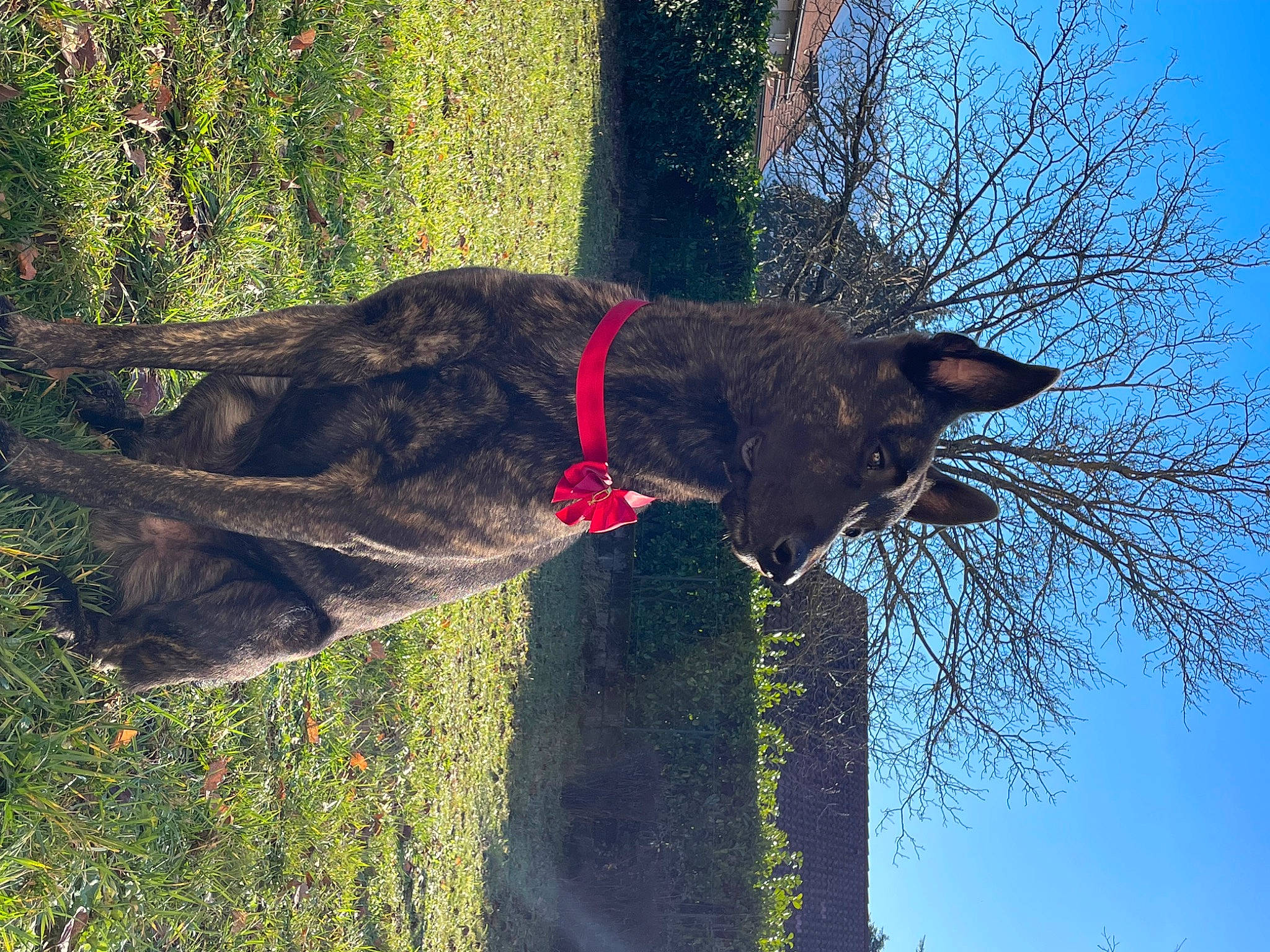 Pike participe au concours pour gagner de l'argent avec cette photo : canidae, carnivore, collar, dog, dog_breed, dog_collar, fawn, grass, leash, liver, plant, sky, snout, tail, terrestrial_animal, tree, trunk, twig, vertebrate, working_animal