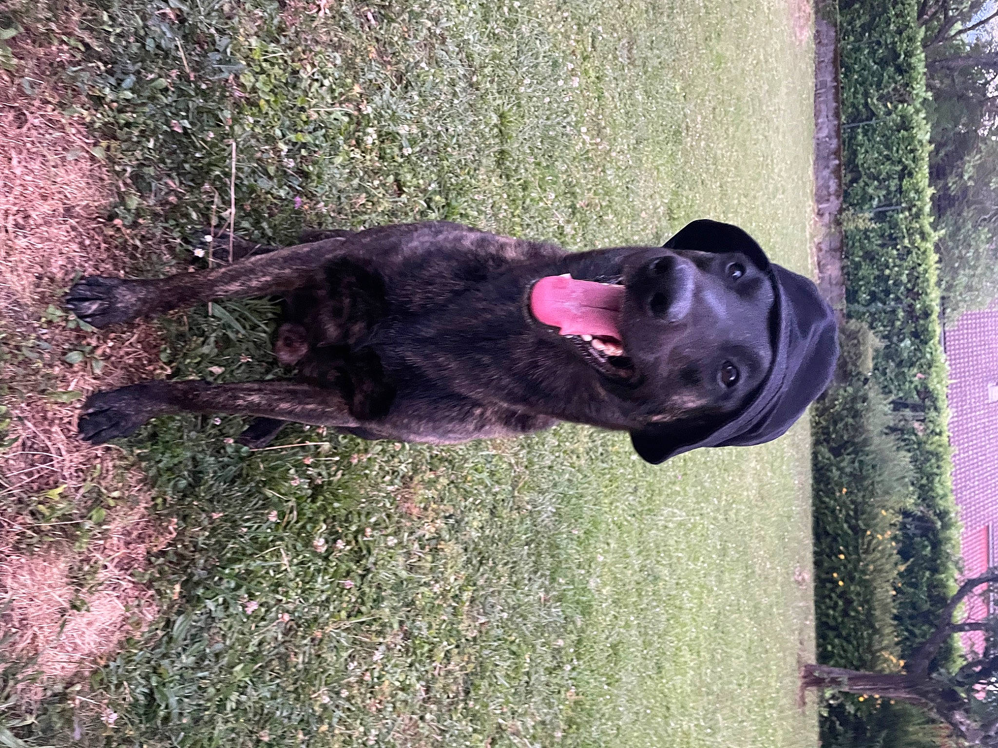 Pike participe au concours pour gagner de l'argent avec cette photo : borador, canidae, carnivore, companion_dog, dog, dog_breed, dog_collar, fence, grass, gun_dog, magenta, plant, purple, snout, sporting_group, tail, tints_and_shades, tree, vertebrate, working_animal