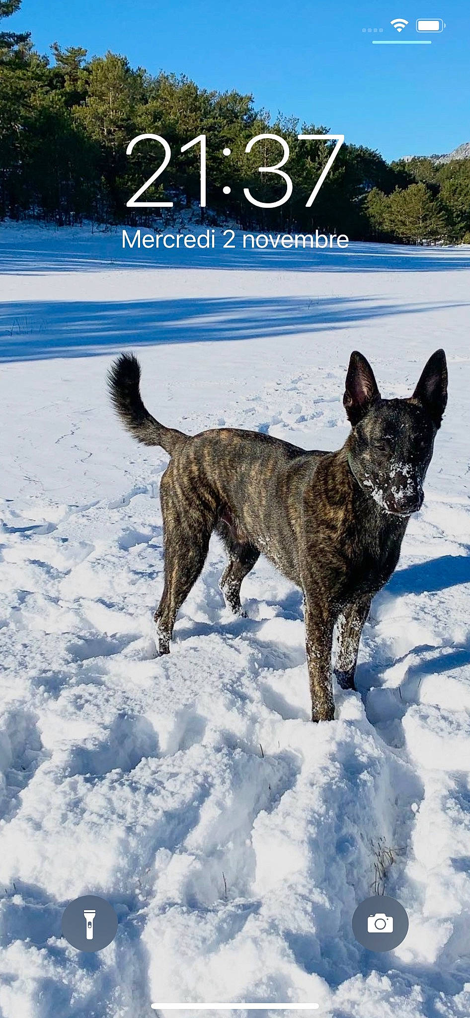 Pike participe au concours pour gagner de l'argent avec cette photo : canidae, carnivore, collar, dog, dog_breed, dog_collar, slope, snow, sporting_group, tail, terrestrial_animal, water, winter, working_animal, working_dog