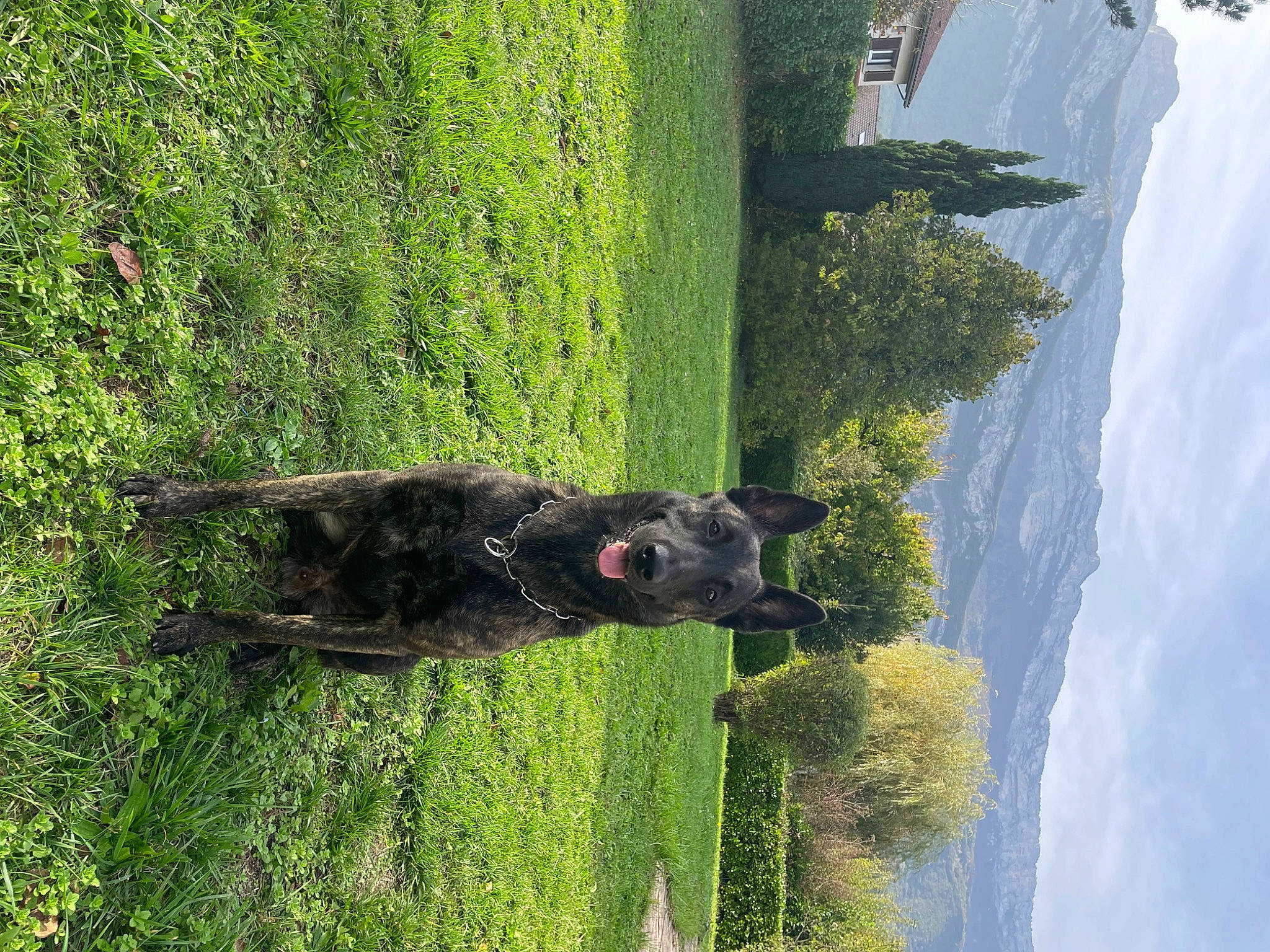 Pike participe au concours pour gagner de l'argent avec cette photo : biome, canidae, carnivore, dog, dog_breed, grass, landscape, mountain, plant, shrub, sky, sporting_group, tail, tree, trunk, vegetation, water, window, working_animal, working_dog