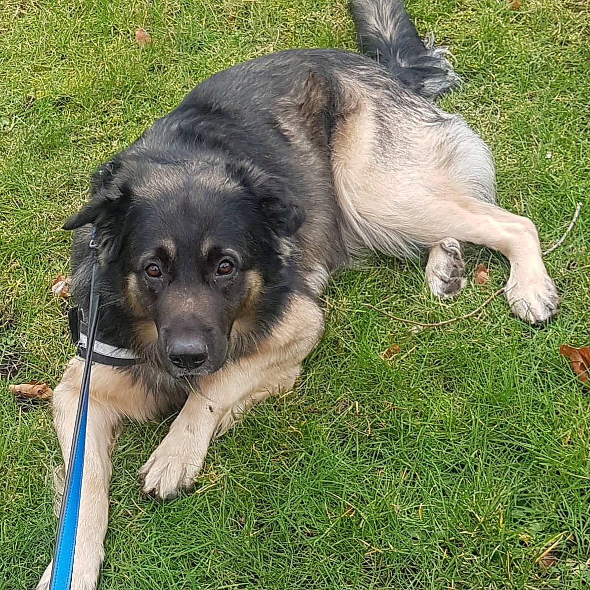 Hermès participe au concours pour gagner de l'argent avec cette photo : canidae, carnivore, carpathian_shepherd_dog, companion_dog, dog, dog_breed, grass, guard_dog, leonberger, livestock_guardian_dog, mammal, rare_breed_dog, sarplaninac, snout, sporting_group, vertebrate