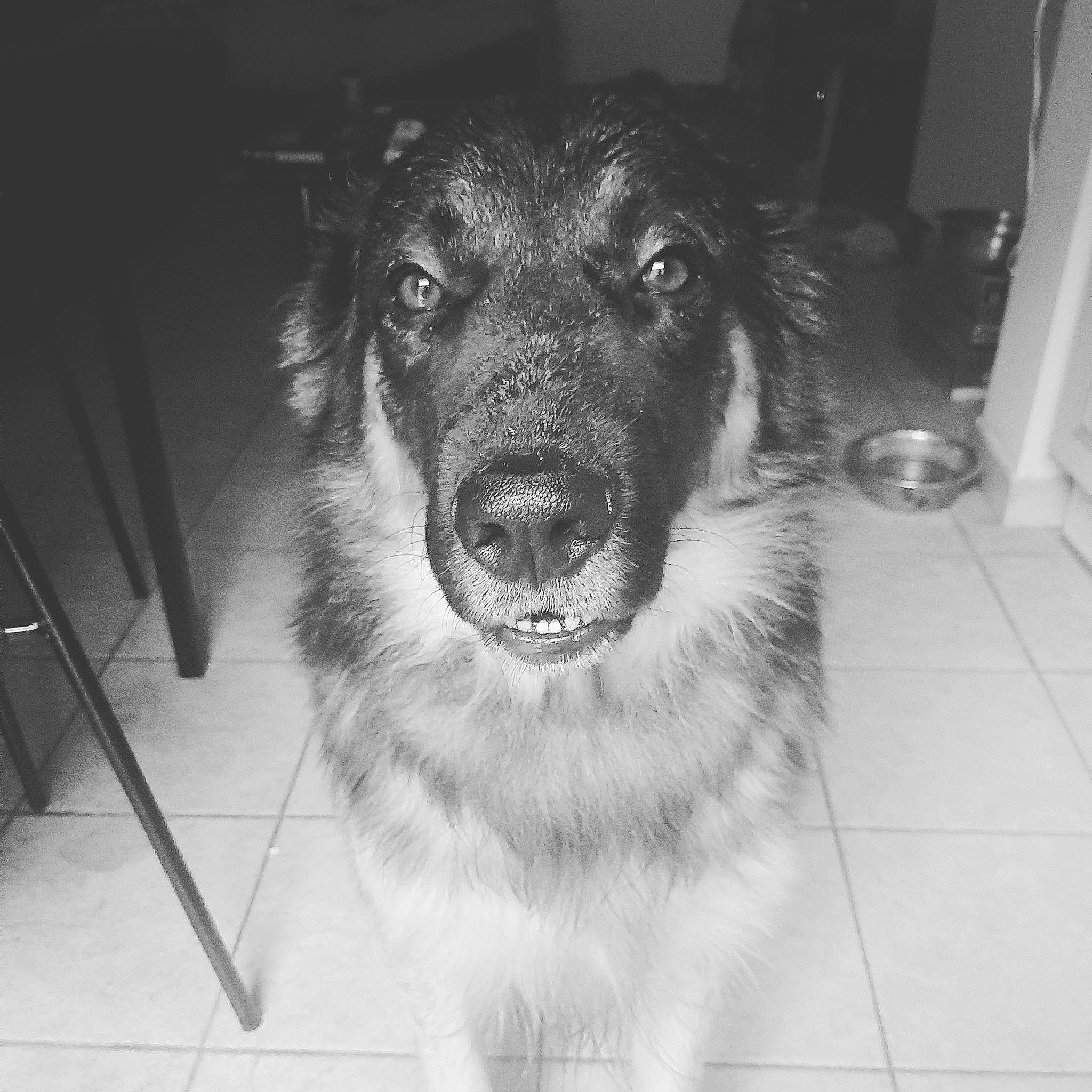 Hermès a rejoint le concours — aidez-le/la à gagner de superbes lots ! australian_shepherd, basque_shepherd_dog, black_and_white, border_collie, canidae, carnivore, dog, dog_breed, ear, eye, mammal, monochrome, nose, snout, sporting_group, street_dog, whiskers, working_dog