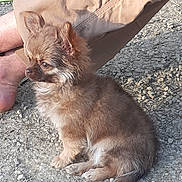 Shoupie a rejoint le concours — aidez-le/la à gagner de superbes lots ! accessories, animal, ankle, barefoot, canine, chihuahua, clothing, cockerspaniel, dog, gravel, pants, papillon, person, pet, puppy, road, rock, shorts, soil, strap