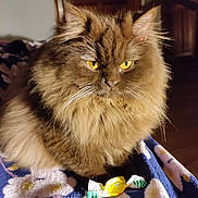 Altesse participe au concours pour gagner de l'argent avec cette photo : cat, fluffy, brown, yellow_eyes, pet, indoor, blanket, candy, wrapped_candy, closeup, feline, animal, cute, domestic_cat, fur, whiskers, portrait, resting, soft, cozy