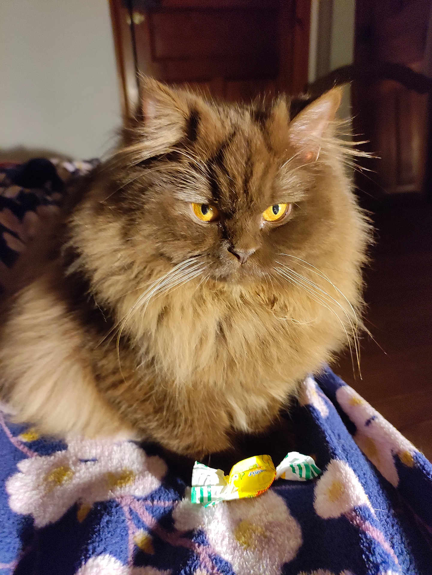 Altesse participe au concours pour gagner de l'argent avec cette photo : cat, fluffy, brown, yellow_eyes, pet, indoor, blanket, candy, wrapped_candy, closeup, feline, animal, cute, domestic_cat, fur, whiskers, portrait, resting, soft, cozy