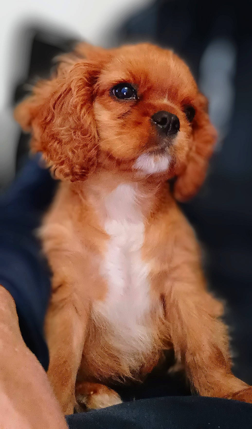 Léna a rejoint le concours — aidez-le/la à gagner de superbes lots ! animal, canine, cockerspaniel, dog, papillon, pet, poodle, puppy, snout, terrier