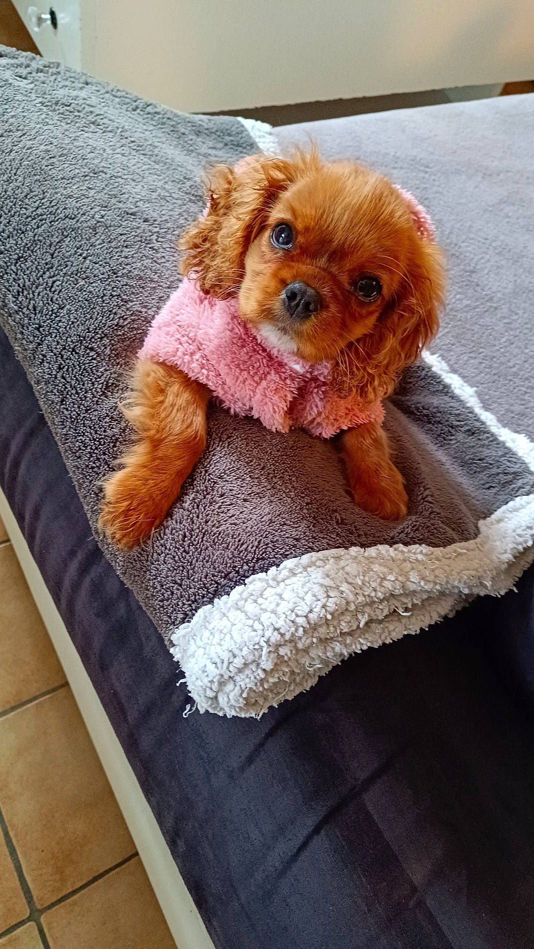 Léna a rejoint le concours — aidez-le/la à gagner de superbes lots ! animal, bed, bedroom, blanket, canine, cockerspaniel, couch, cushion, dog, dogbed, furniture, homedecor, indoors, linen, papillon, pet, poodle, puppy, terrier, towel