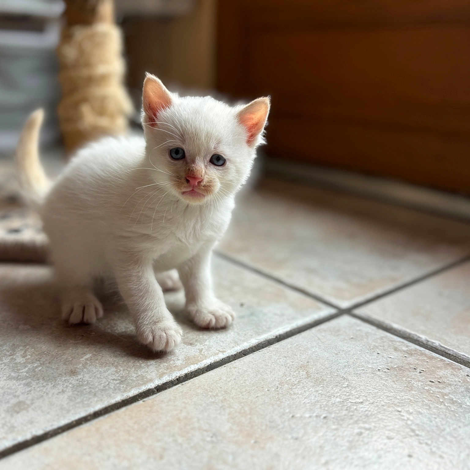Coton