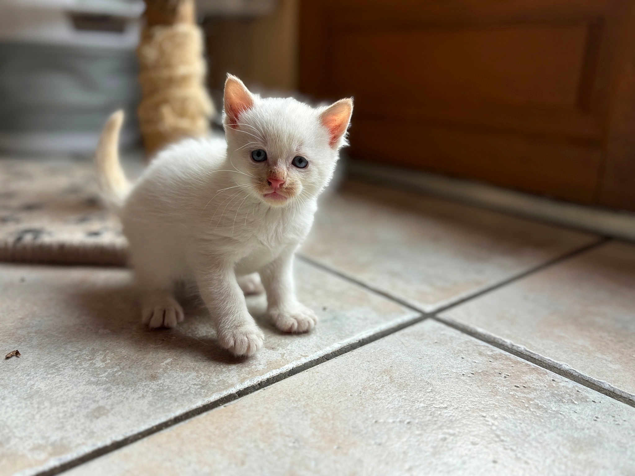 Coton