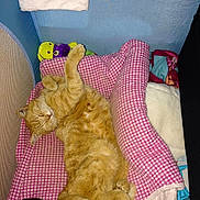 Daisy participe au concours pour gagner de l'argent avec cette photo :