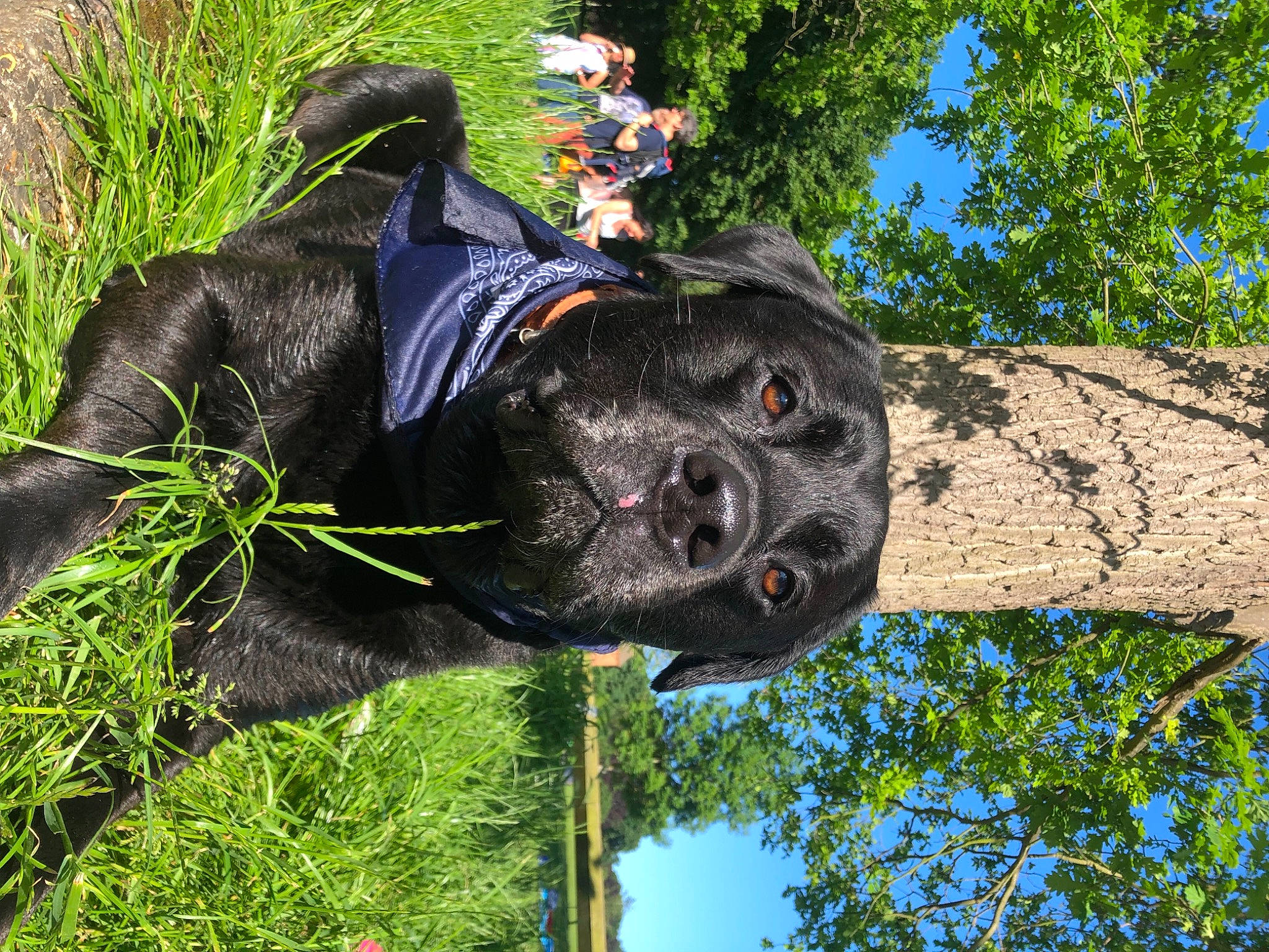 Kylo is registered to the contest to win money with this photo: canidae, carnivore, collar, companion_dog, dog, dog_breed, dog_collar, dog_supply, fashion_accessory, grass, guard_dog, hat, leash, plant, recreation, sky, snout, tree, trunk, working_animal