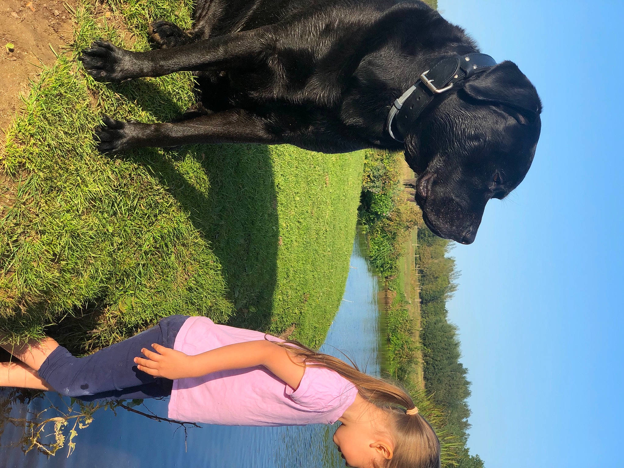 Kylo joined the competition — help win amazing prizes! carnivore, collar, companion_dog, dog, dog_breed, dog_collar, fun, gesture, grass, green, happy, leisure, liver, people_in_nature, sky, sporting_group, t_shirt, tail, tree, working_animal