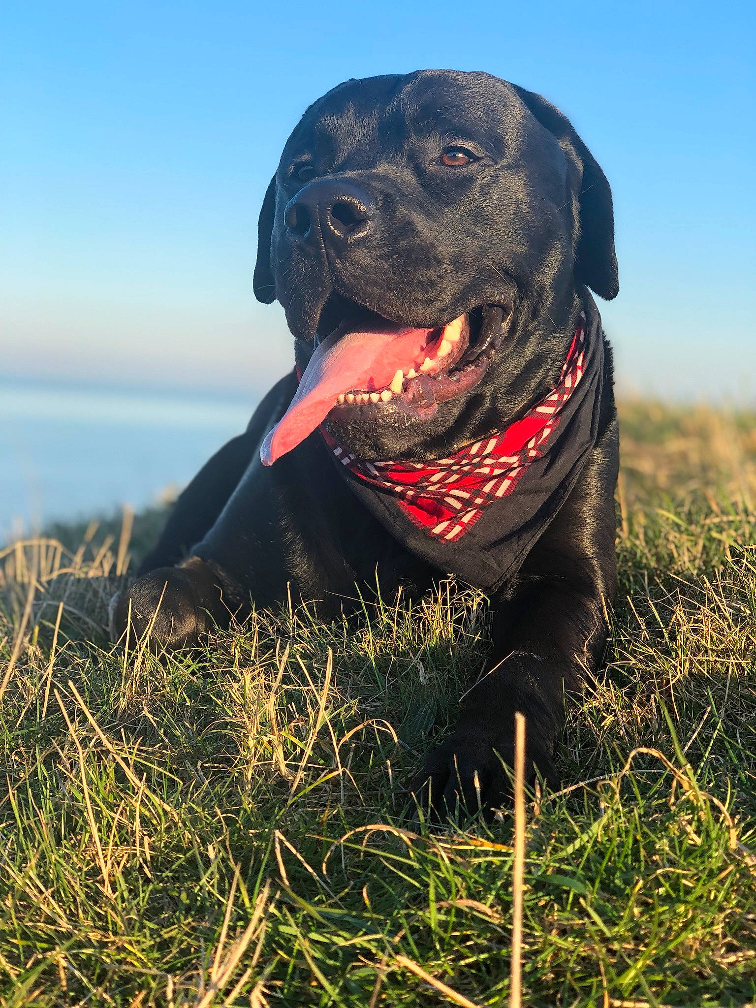 Kylo joined the competition — help win amazing prizes! borador, canidae, carnivore, collar, companion_dog, dog, dog_breed, dog_collar, grass, grassland, guard_dog, gun_dog, hunting_dog, landscape, liver, prairie, sky, sporting_group, terrestrial_animal, working_animal