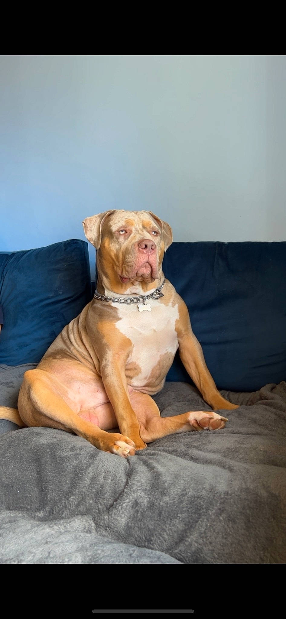 Onyx joined the competition — help win amazing prizes! canidae, carnivore, comfort, companion_dog, couch, dog, dog_breed, fawn, flooring, fur, pillow, sitting, sleeve, snout, sporting_group, throw_pillow, toy, wood, working_animal, wrinkle