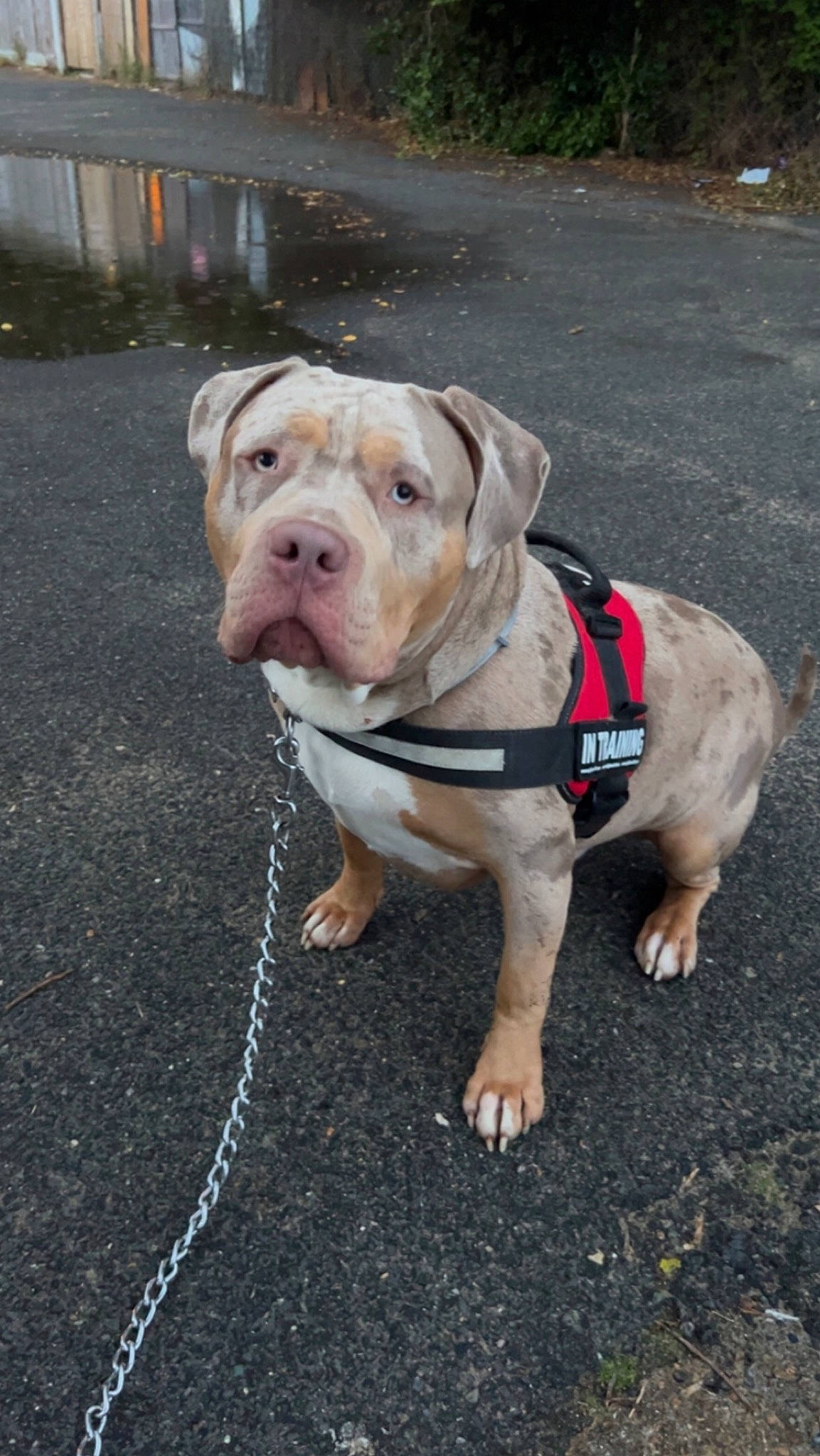 Onyx joined the competition — help win amazing prizes! bulldog, canidae, carnivore, collar, companion_dog, dog, dog_breed, dog_collar, dog_supply, fawn, grass, leash, pet_supply, road_surface, snout, sporting_group, terrestrial_animal, working_animal, working_dog, wrinkle