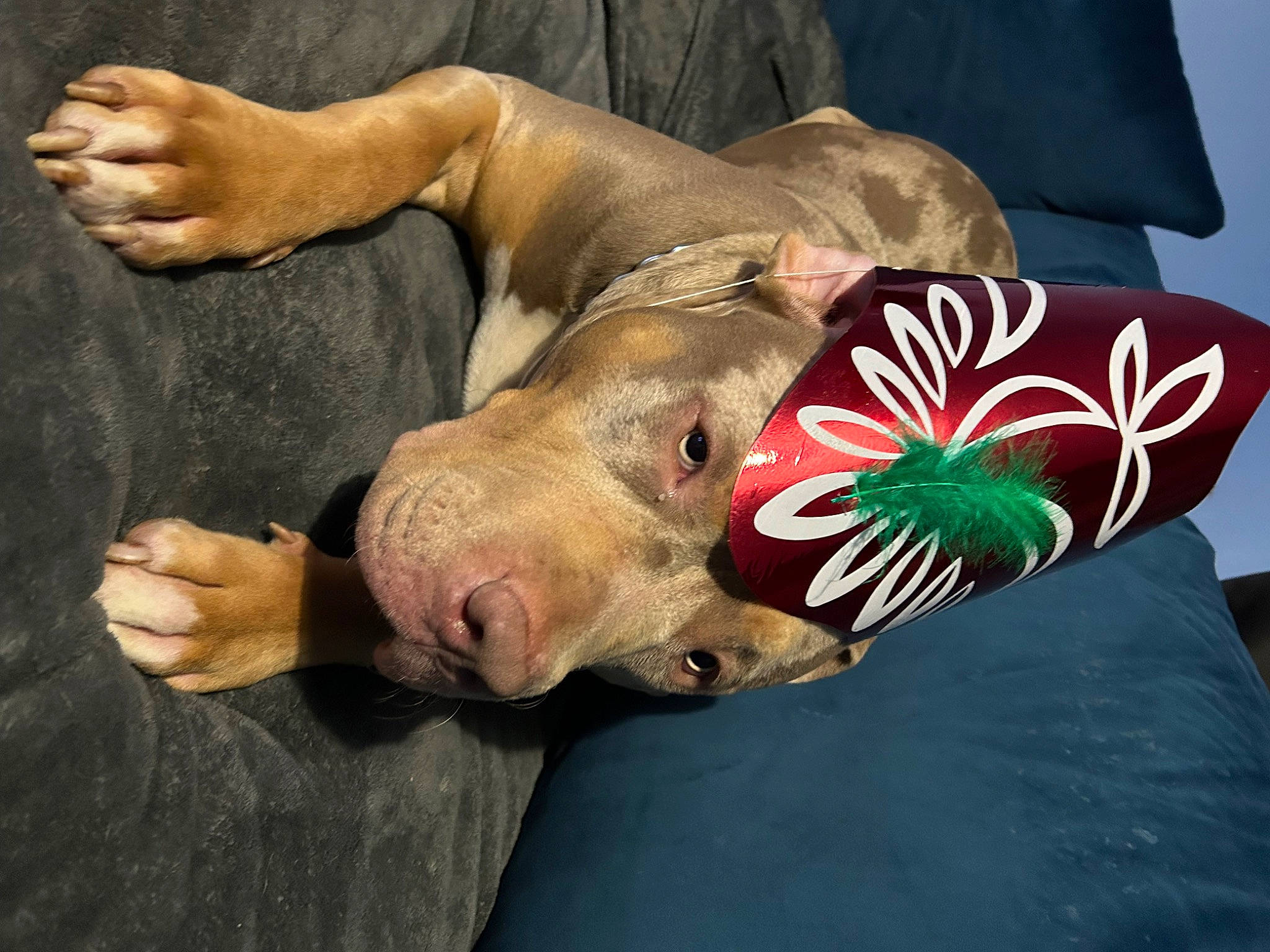 Onyx is registered to the contest to win money with this photo: art, canidae, carnivore, comfort, dog, dog_breed, fawn, foot, fur, human_body, human_leg, leg, snout, sporting_group, suidae, terrestrial_animal, wildlife, working_animal, wrinkle, wrist