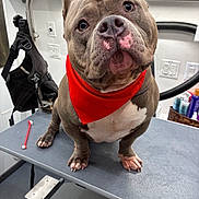 Romeo is registered to the contest to win money with this photo: dog, pit_bull, bulldog, gray_dog, red_bandana, pet_grooming, grooming_table, animal_portrait, head_tilt, large_dog, short_hair, sitting, indoors, pet_salon, grooming_equipment, dog_face, brown_eyes, white_chest, cute, photography