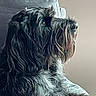 Sam a rejoint le concours — aidez-le/la à gagner de superbes lots ! dog, black_dog, shaggy_coat, pet, canine, indoor, couch, furniture, side_profile, long_hair, animal, mammal, domestic_animal, resting, looking_away, calm, portrait, household, companion, relaxed