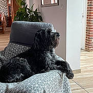 Sam participe au concours pour gagner de l'argent avec cette photo : dog, black_dog, indoor, couch, furniture, plant, mirror, wood_floor, patterned_cover, relaxed, pet, living_room, window_light, domestic, cozy, side_view, animal, fur, seated, calm