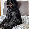 Sam participe au concours pour gagner de l'argent avec cette photo : dog, black_dog, sitting, armchair, furniture, indoor, pet, calm, scruffy, fur, looking_away, side_view, household, comfort, relaxed, canine, domestic_animal, cozy, patterned_fabric, portrait