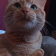 Pumpkin joined the competition — help win amazing prizes! cat, orange_tabby, feline, pet, whiskers, ears, fur, indoor, curious, looking_up, close_up, animal, cute, fluffy, portrait, face, paw, relaxed, domestic_cat, cozy