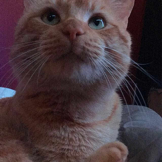 Pumpkin joined the competition — help win amazing prizes! cat, orange_tabby, feline, pet, whiskers, ears, fur, indoor, curious, looking_up, close_up, animal, cute, fluffy, portrait, face, paw, relaxed, domestic_cat, cozy