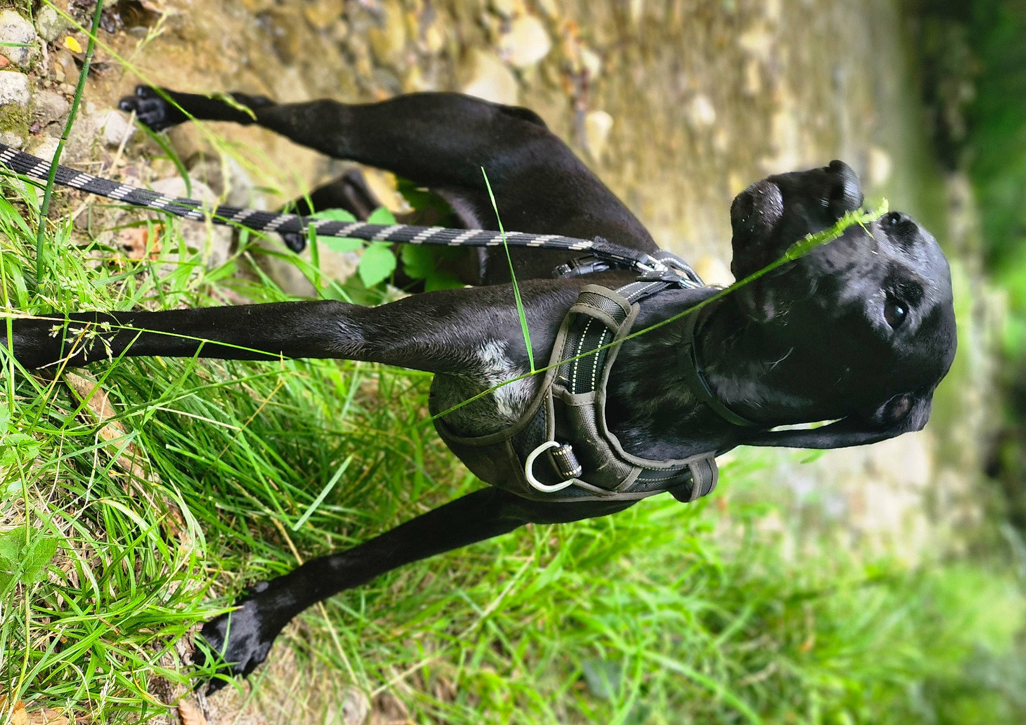 Trixie participe au concours pour gagner de l'argent avec cette photo : adventure, art, auto_part, bicycle_handlebar, bicycle_part, glove, grass, metal, personal_protective_equipment, plant, plant_stem, sculpture, statue, tool, trunk, twig, water, wood