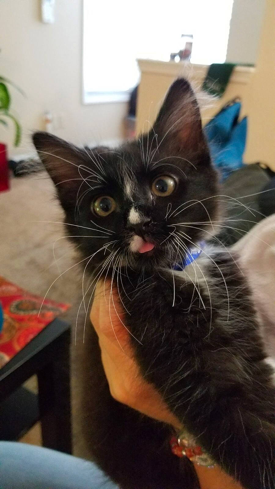 Jayjay joined the competition — help win amazing prizes! asian, black_cat, carnivore, cat, domestic_short_haired_cat, ear, felidae, kitten, mammal, small_to_medium_sized_cats, whiskers