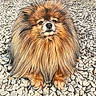 Seiko a rejoint le concours — aidez-le/la à gagner de superbes lots ! animal, brown, calm, cute, daylight, dog, fence, fluffy, fur, guarding, lion_like, nature, orange, outdoor, pebbles, pet, portrait, sitting, small_dog, wooden_fence