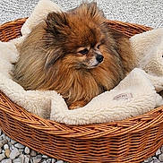 Seiko a rejoint le concours — aidez-le/la à gagner de superbes lots ! bamboo, basket, blanket, cozy, dog, fur, garden, moss, nature, outdoor, pebbles, pet, plant, pomeranian, quiet, resting, rock, serene, tree, water_feature
