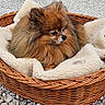 bamboo, basket, blanket, cozy, dog, fur, garden, moss, nature, outdoor, pebbles, pet, plant, pomeranian, quiet, resting, rock, serene, tree, water_feature