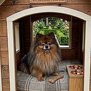 Seiko a rejoint le concours — aidez-le/la à gagner de superbes lots ! dog, pomeranian, doghouse, wooden_house, pet_bed, bone_toy, food_bowl, lantern, plaid, garden, greenery, window, outdoor, pet, animal, cute, fluffy, portrait, cozy, smiling_dog
