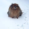 Seiko participe au concours pour gagner de l'argent avec cette photo : dog, pomeranian, snow, animal, pet, fluffy, winter, outdoor, cold, fur, paw_prints, brown, canine, sitting, nature, isolated, cute, small_dog, frozen, wintertime