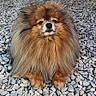 Seiko participe au concours pour gagner de l'argent avec cette photo : dog, pomeranian, fluffy, pet, outdoor, stones, rock, fence, sunlight, shadow, sitting, brown, fur, small_dog, animal, canine, garden, wicker_furniture, portrait, cute