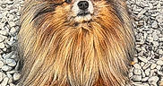 Seiko a rejoint le concours — aidez-le/la à gagner de superbes lots ! animal, brown, cute, dog, eyes, face, fence, fluffy, fur, nose, outdoor, pet, pomeranian, portrait, rocks, sitting, sketch_effect, small_dog, texture, white
