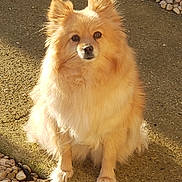 Perle a rejoint le concours — aidez-le/la à gagner de superbes lots ! dog, fluffy, golden, sitting, outdoor, pathway, stones, sunlight, pet, animal, cute, fur, ears, nose, paws, calm, curious, nature, daylight, small