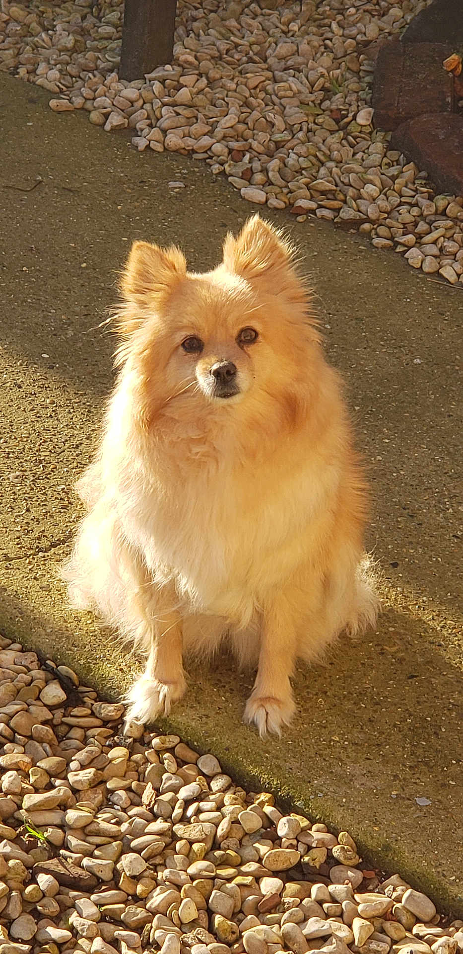 Perle a rejoint le concours — aidez-le/la à gagner de superbes lots ! dog, fluffy, golden, sitting, outdoor, pathway, stones, sunlight, pet, animal, cute, fur, ears, nose, paws, calm, curious, nature, daylight, small
