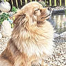 Perle participe au concours pour gagner de l'argent avec cette photo : animal, brown, closeup, dog, fence, fluffy, garden, long_hair, nature, outdoor, peaceful, pebbles, pet, plants, pond, portrait, relaxed, sitting, sunlight, white