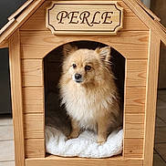Perle a rejoint le concours — aidez-le/la à gagner de superbes lots ! dog, doghouse, wooden, pet, indoor, fluffy, light_brown, cushion, tile_floor, cozy, animal, cute, portrait, small_dog, house, pet_bed, furniture, companion, domestic, alert