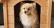 Perle a rejoint le concours — aidez-le/la à gagner de superbes lots ! alert, animal, companion, cozy, cushion, cute, dog, doghouse, domestic, fluffy, furniture, house, indoor, light_brown, pet, pet_bed, portrait, small_dog, tile_floor, wooden