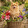 animal, cute, dog, flower_basket, flowers, fluffy, garden_path, greenery, ivy, nature, outdoor, pet, pink_lilies, pomeranian, purple_lilies, spring, stone_path, tongue_out, wicker_basket, yellow_flowers
