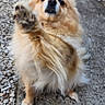 Perle participe au concours pour gagner de l'argent avec cette photo : dog, paw, fluffy, golden, pet, outdoor, gravel, concrete, path, fence, animal, cute, friendly, small_dog, fur, canine, looking_up, raised_paw, daylight, garden
