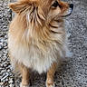 Perle participe au concours pour gagner de l'argent avec cette photo : dog, pomeranian, fluffy, pet, animal, outdoor, pathway, stone, concrete, fence, garden, side_view, small_dog, curious, sitting, fur, canine, daylight, nature, quiet